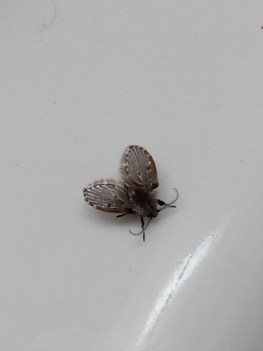 Unknown species found near Bentonville, AR, USA