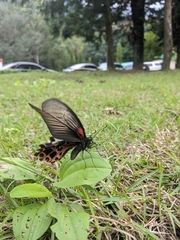 Papilio thaiwanus