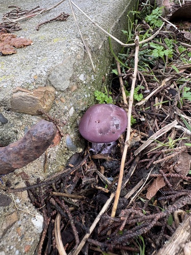 iNaturalist observation photo of Clitocybaceae