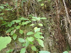 Lobelia physaloides