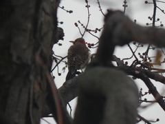 Colaptes auratus auratus