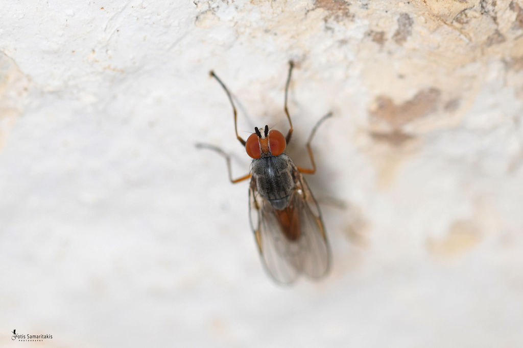 Heteromyza atricornis