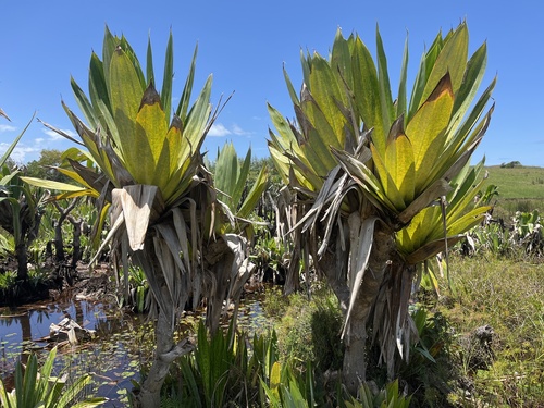 Pandanus platyphyllus observed 2026-01-05