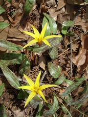Erythronium rostratum