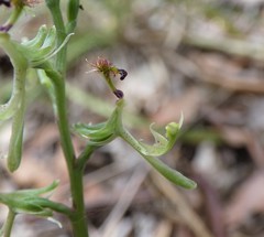 Arthrochilus irritabilis