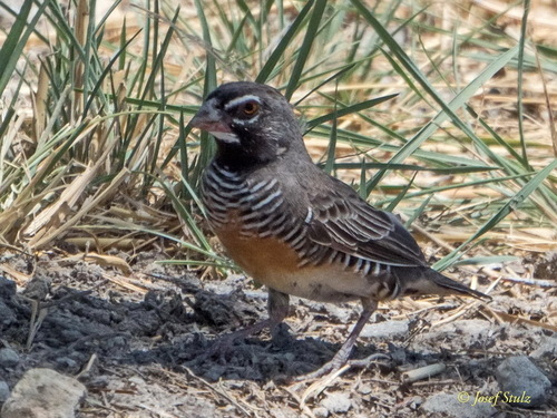 Quailfinch