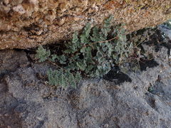 Myriopteris parryi image