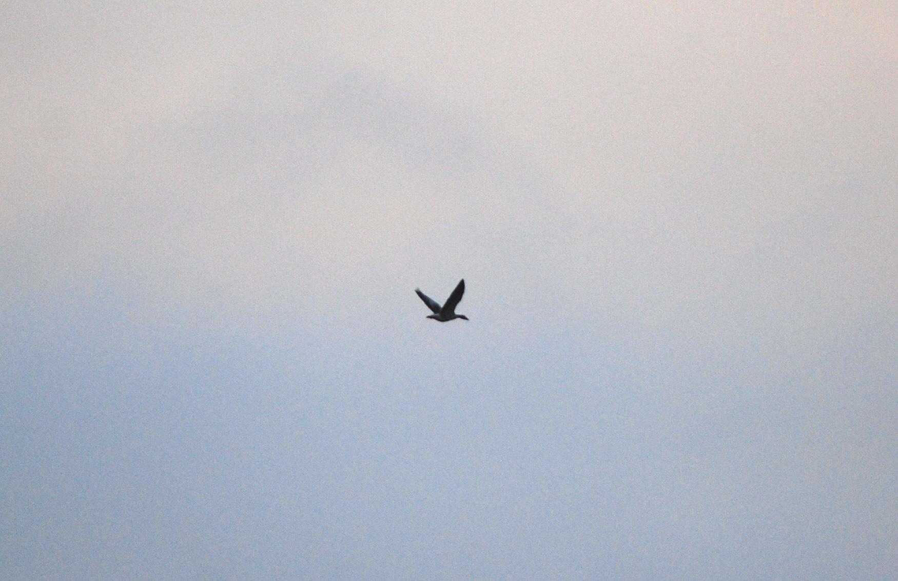 Greylag Goose (Anser anser), photo 1
