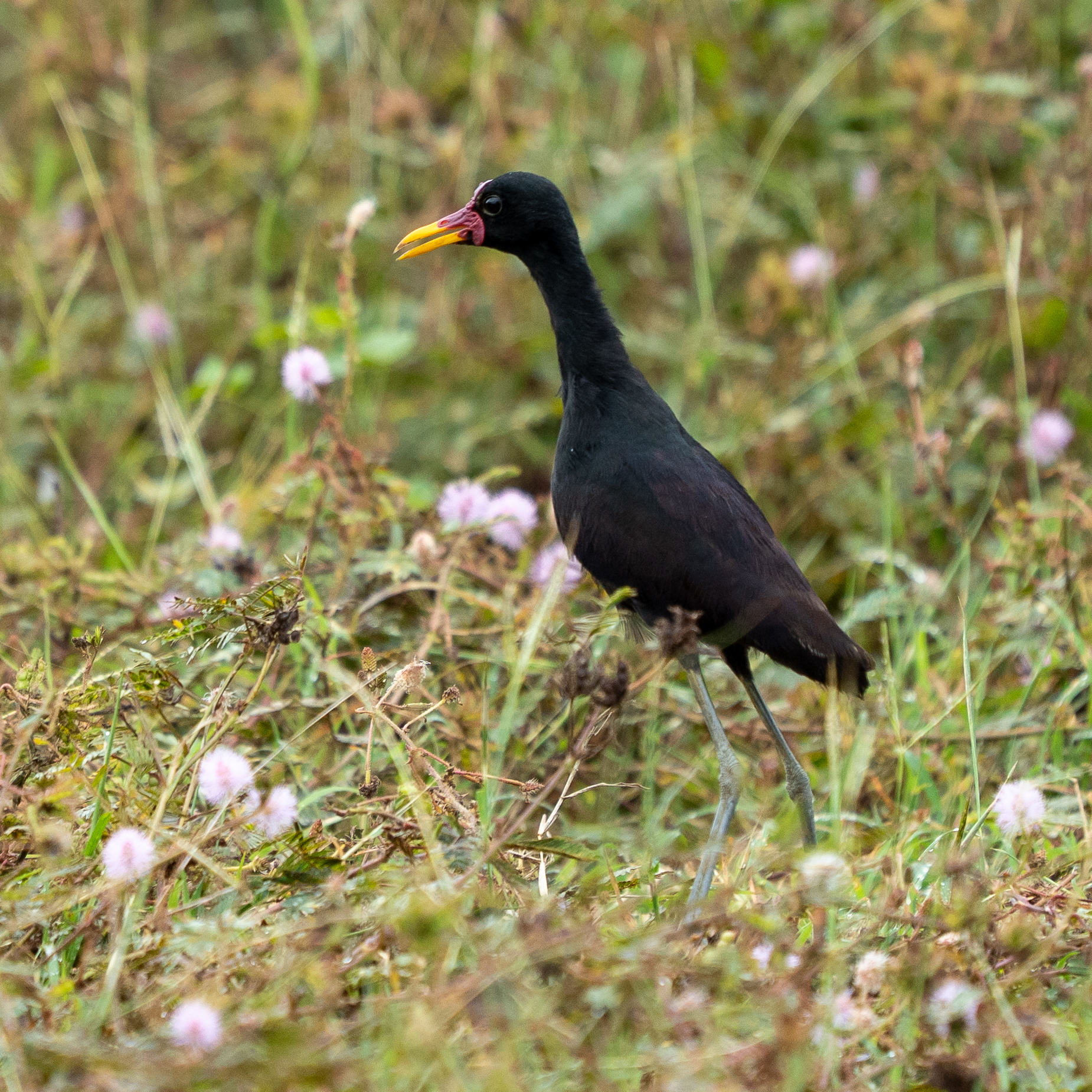 Wattled Jacana (Jacana jacana), photo 3