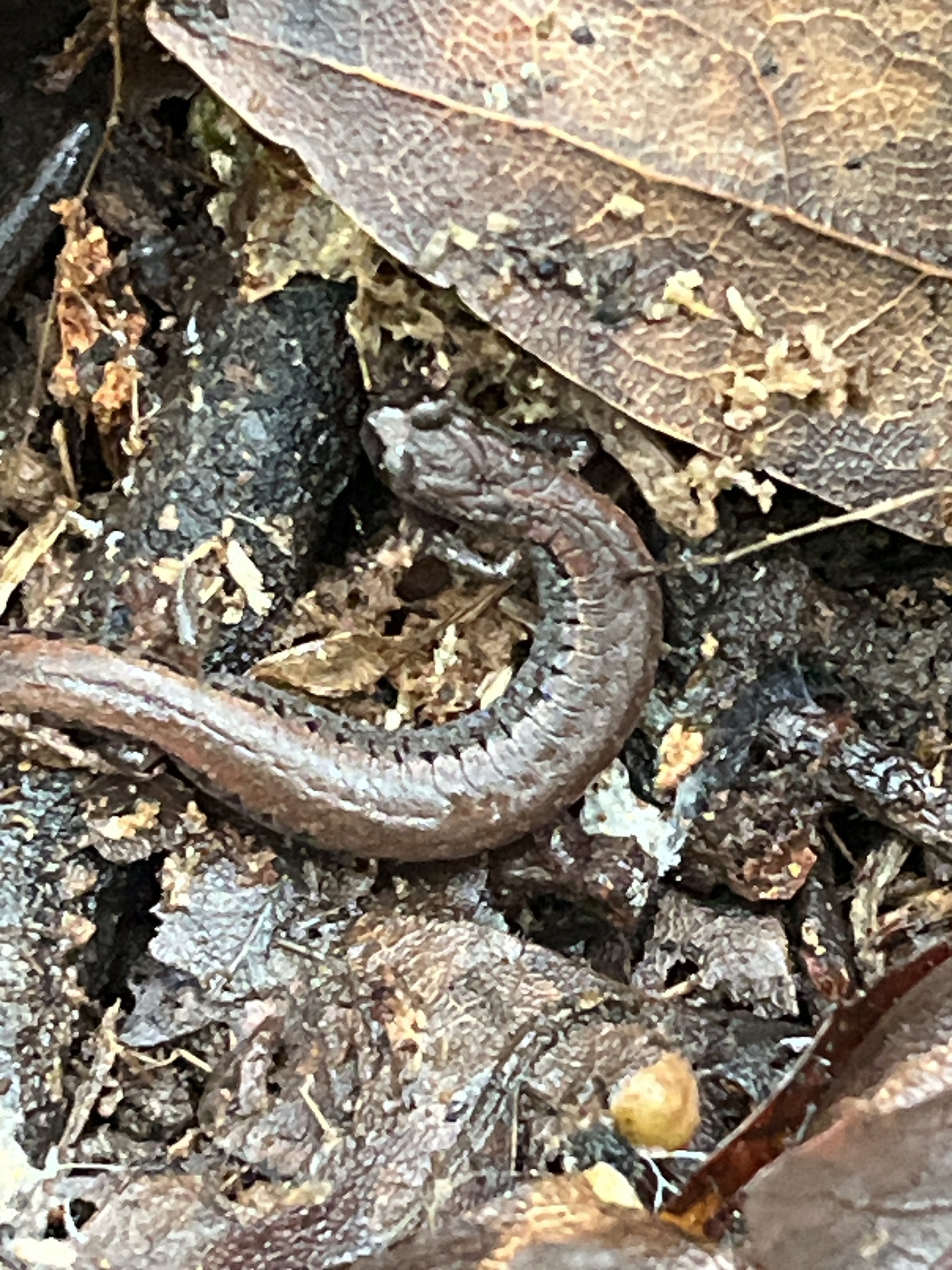 Batrachoseps attenuatus (Eschscholtz, 1833)