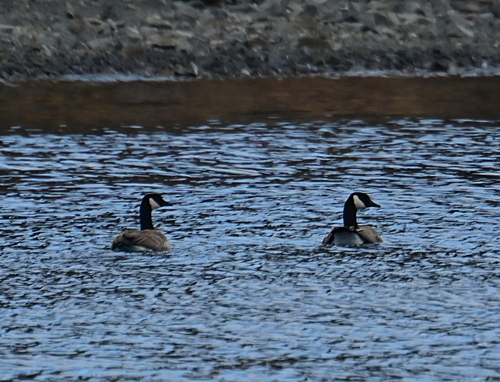 Canada Goose