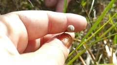 Lachnocaulon