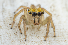 Salticidae