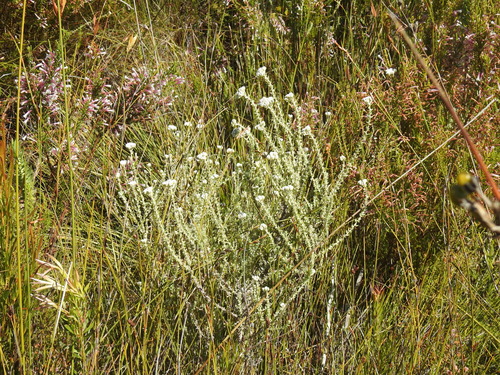 Image of Metalasia riparia by (c) Matthew Fainman, some rights reserved (CC BY)
