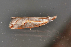 Arotrophora arcuatalis