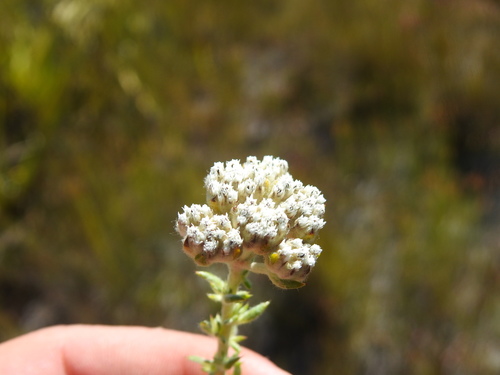 Image of River Blombush (Metalasia riparia) by (c) Matthew Fainman, some rights reserved (CC BY)