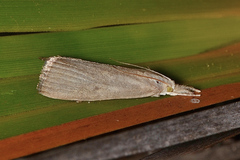 Calamotropha paludella