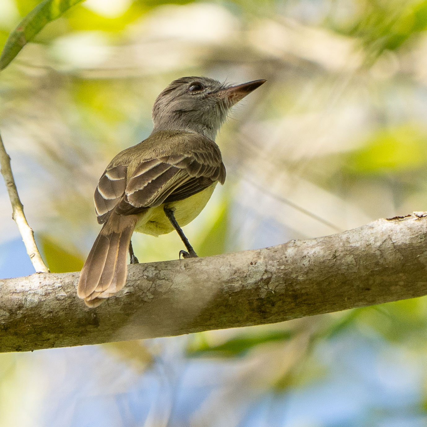 Panama Flycatcher (Myiarchus panamensis), photo 2