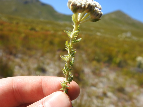 Image of Metalasia riparia by (c) Matthew Fainman, some rights reserved (CC BY)