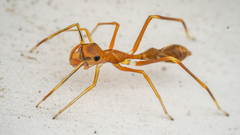 Myrmaplata plataleoides