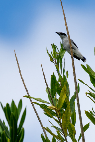 Black-crowned Tityra (Tityra inquisitor)
