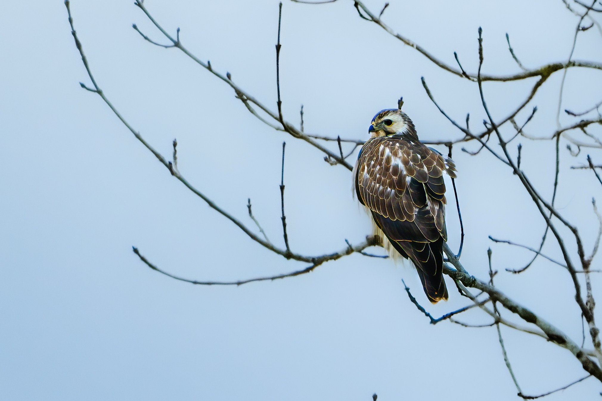 Buteo buteo (Linnaeus, 1758)