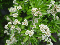 Pyracantha koidzumii