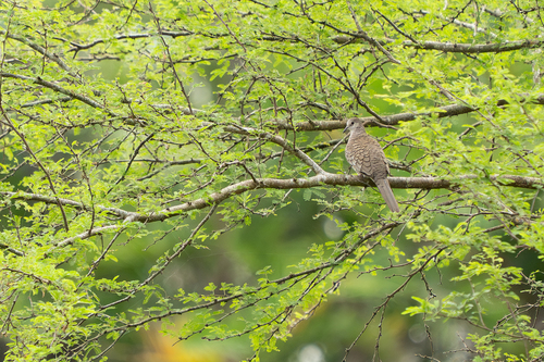 Inca Dove (Columbina inca)