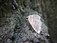 Anticlea multiferata