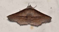 Oenochroma vetustaria