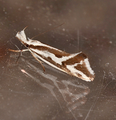 Orthiastis hyperocha