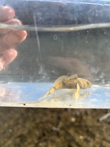 Banded sculpin (Cottus carolinae) — Cottidae