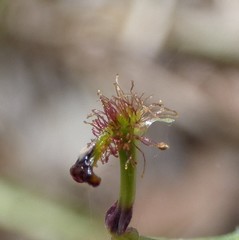 Arthrochilus irritabilis