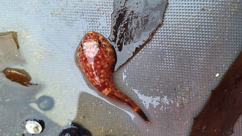 Marbled clingfish (Gobiesox marmoratus) — Gobiesocidae — 2