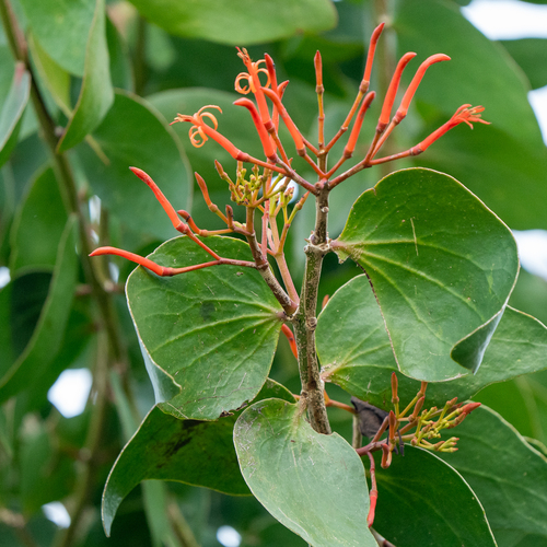 Mexican mistletoe (Psittacanthus calyculatus)