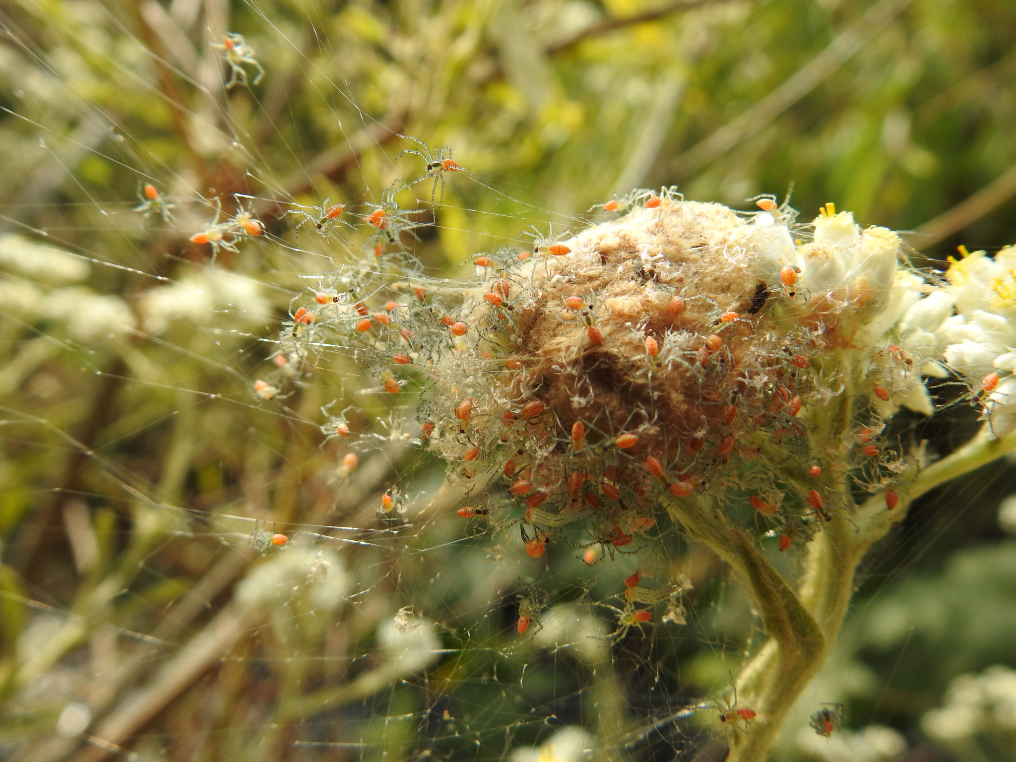 Green Lynx Spider in Austin, TX - Slide 3