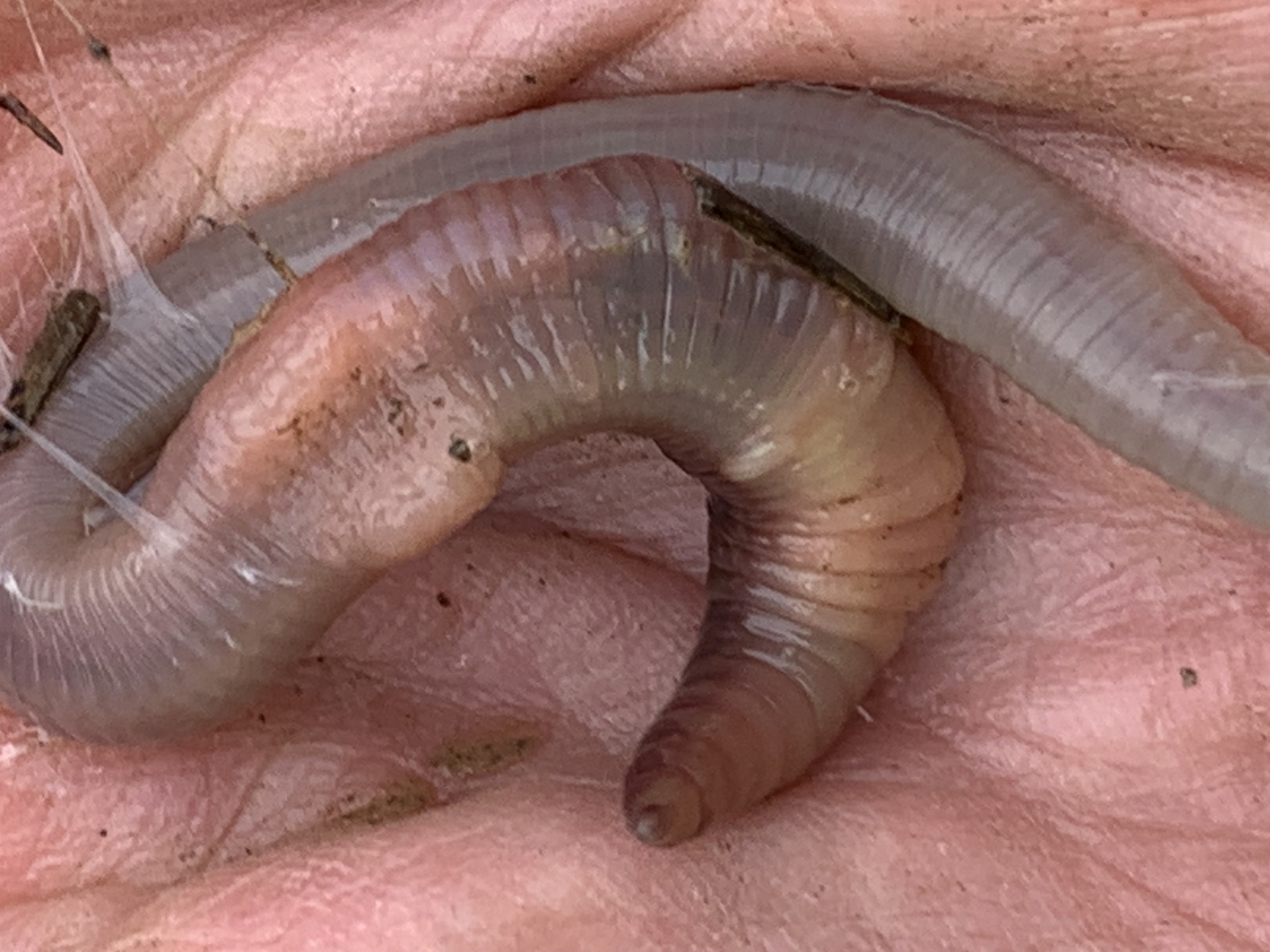 Lumbricus terrestris Linnaeus, 1758