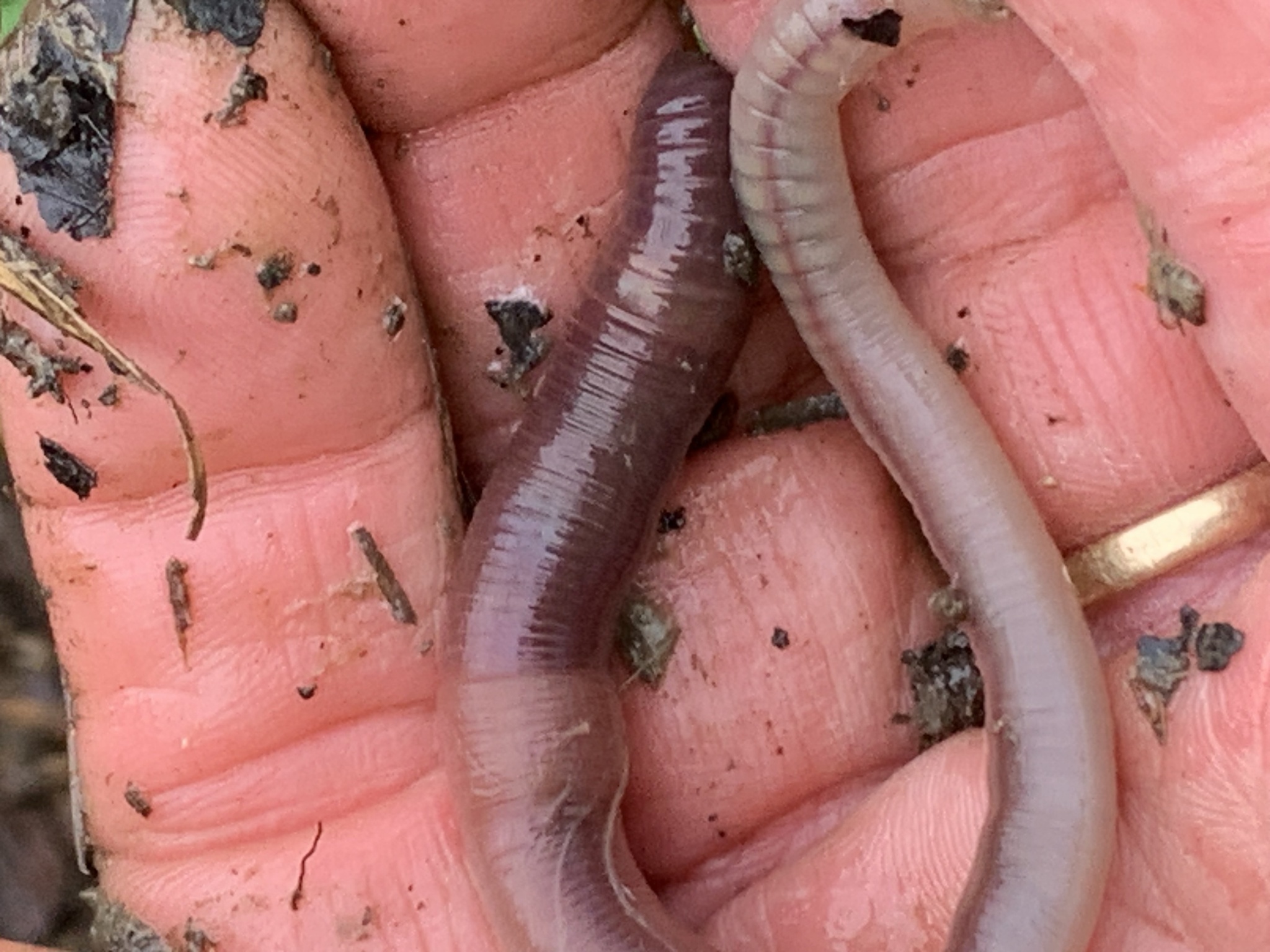 Lumbricus terrestris Linnaeus, 1758