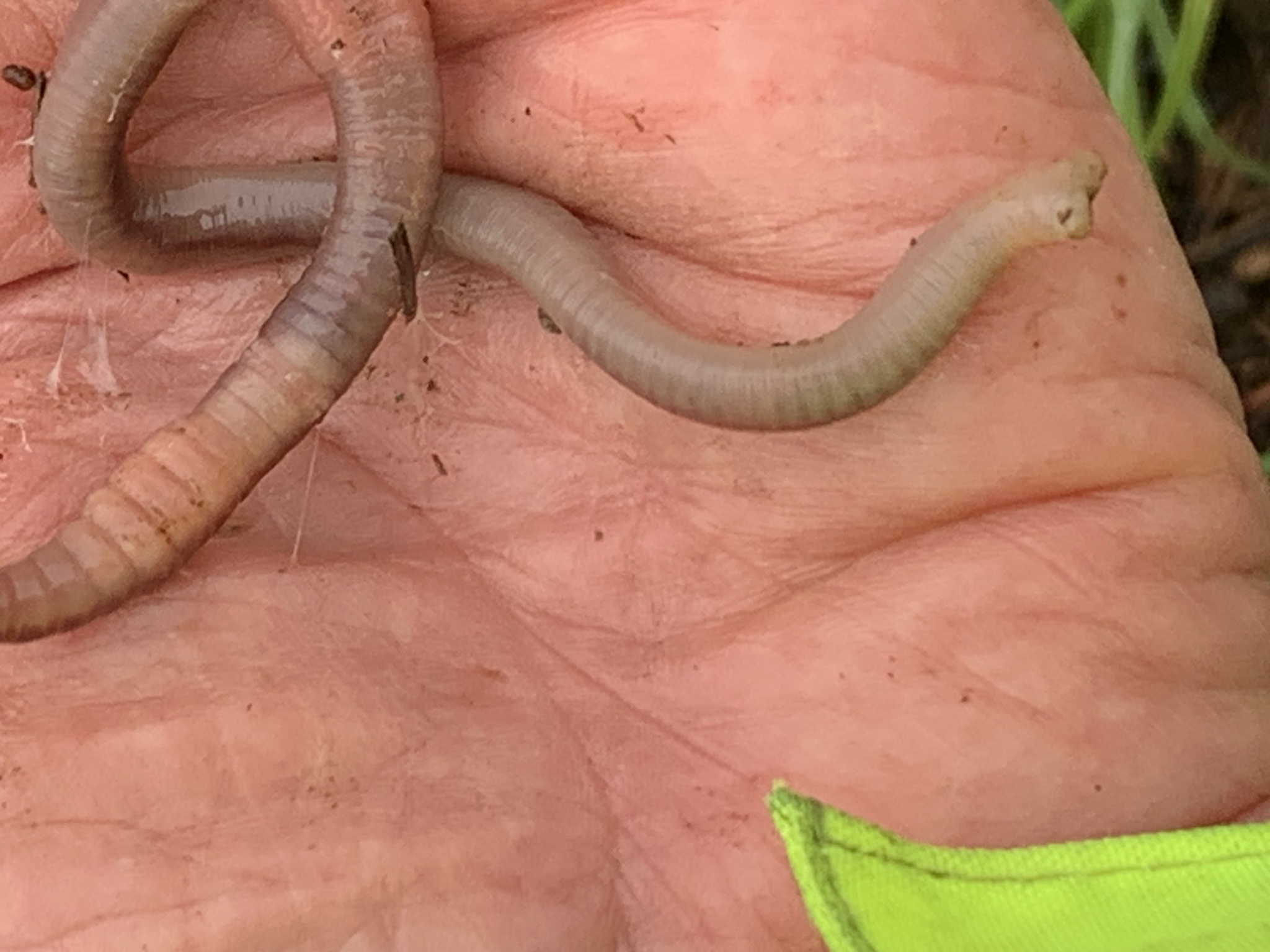 Lumbricus terrestris Linnaeus, 1758