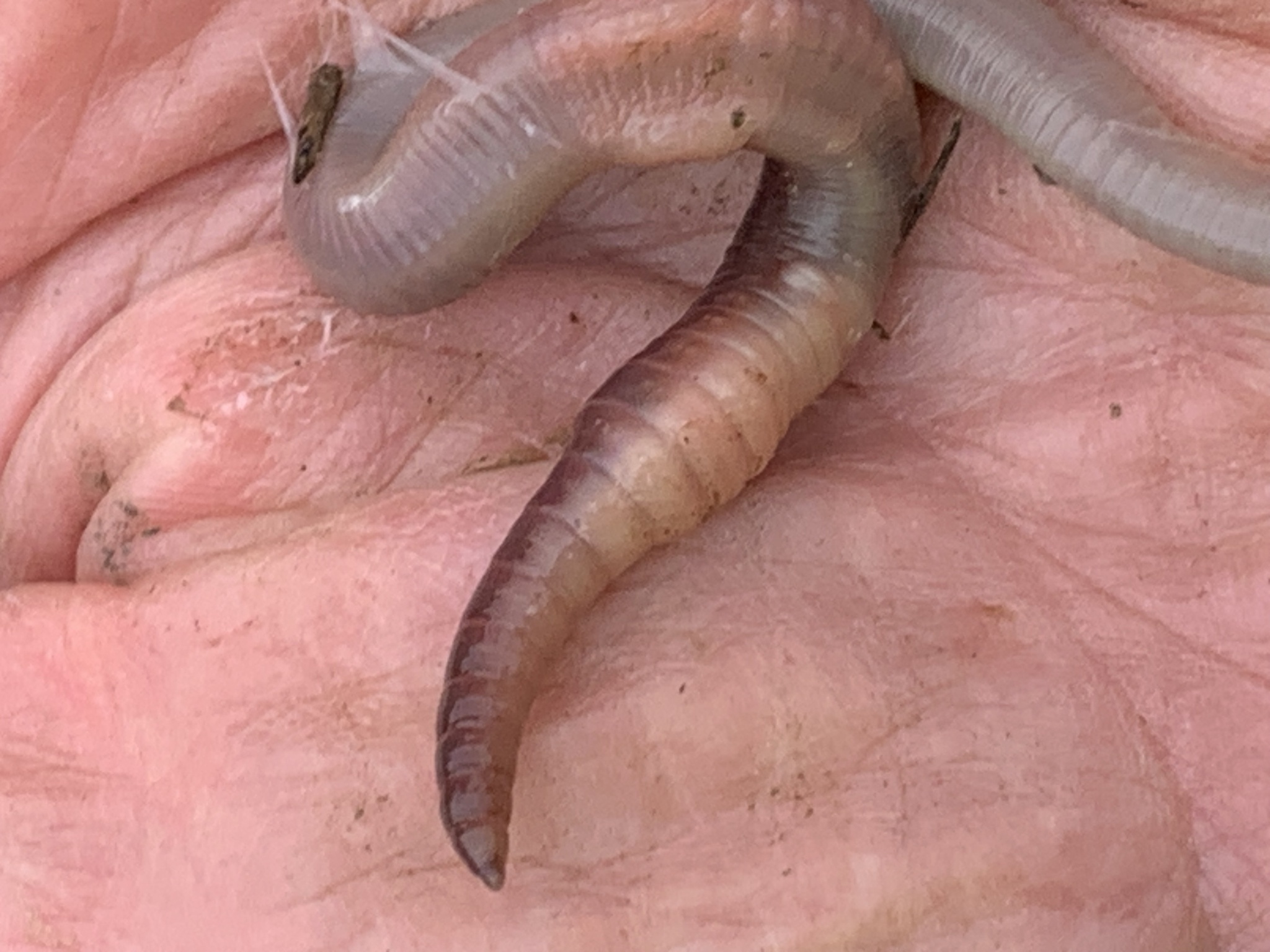 Lumbricus terrestris Linnaeus, 1758