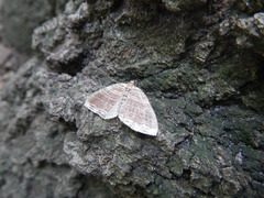 Anticlea multiferata