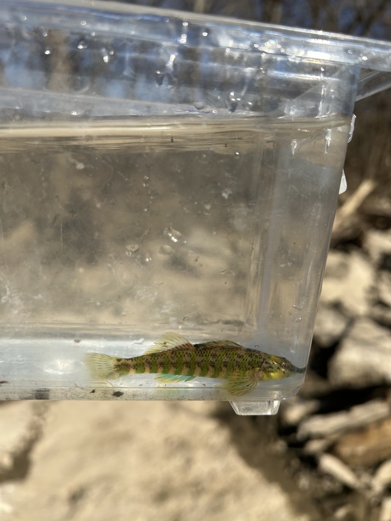 Banded darter (Etheostoma zonale) — Percidae