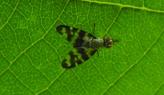 Otites