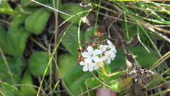 Myosotis rakiura