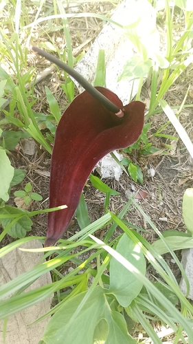 Foto de Antúrio taça de vinho
