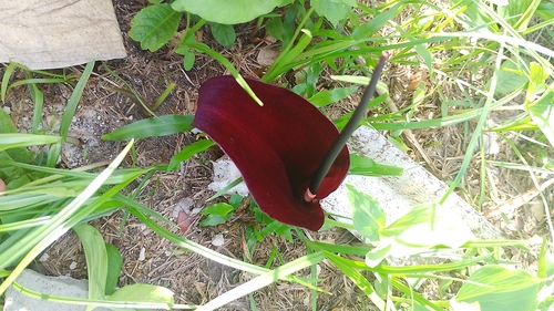 Foto de Antúrio taça de vinho