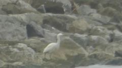 Egretta thula