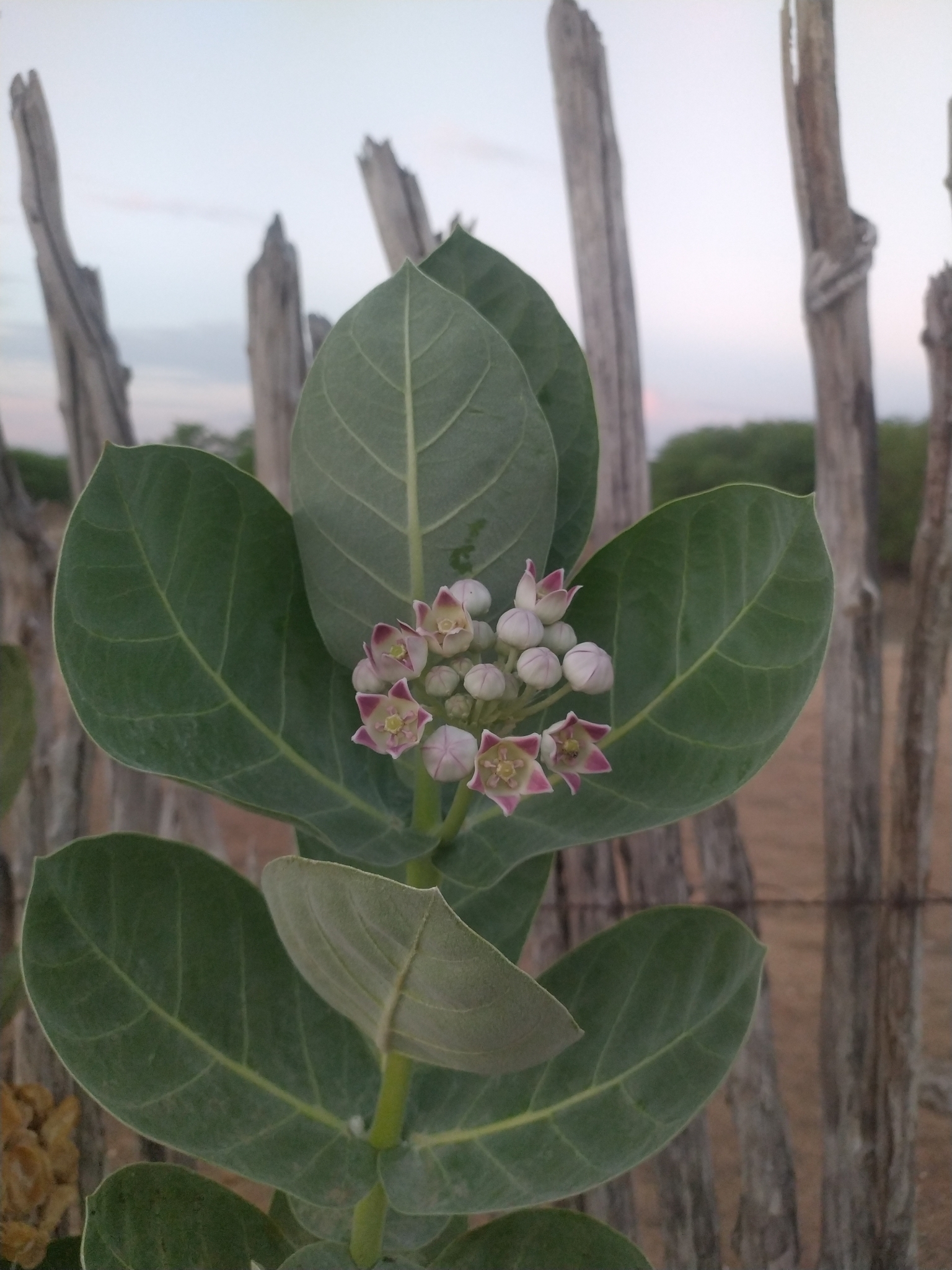 Calotropis procera