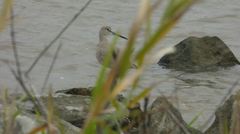 Tringa semipalmata
