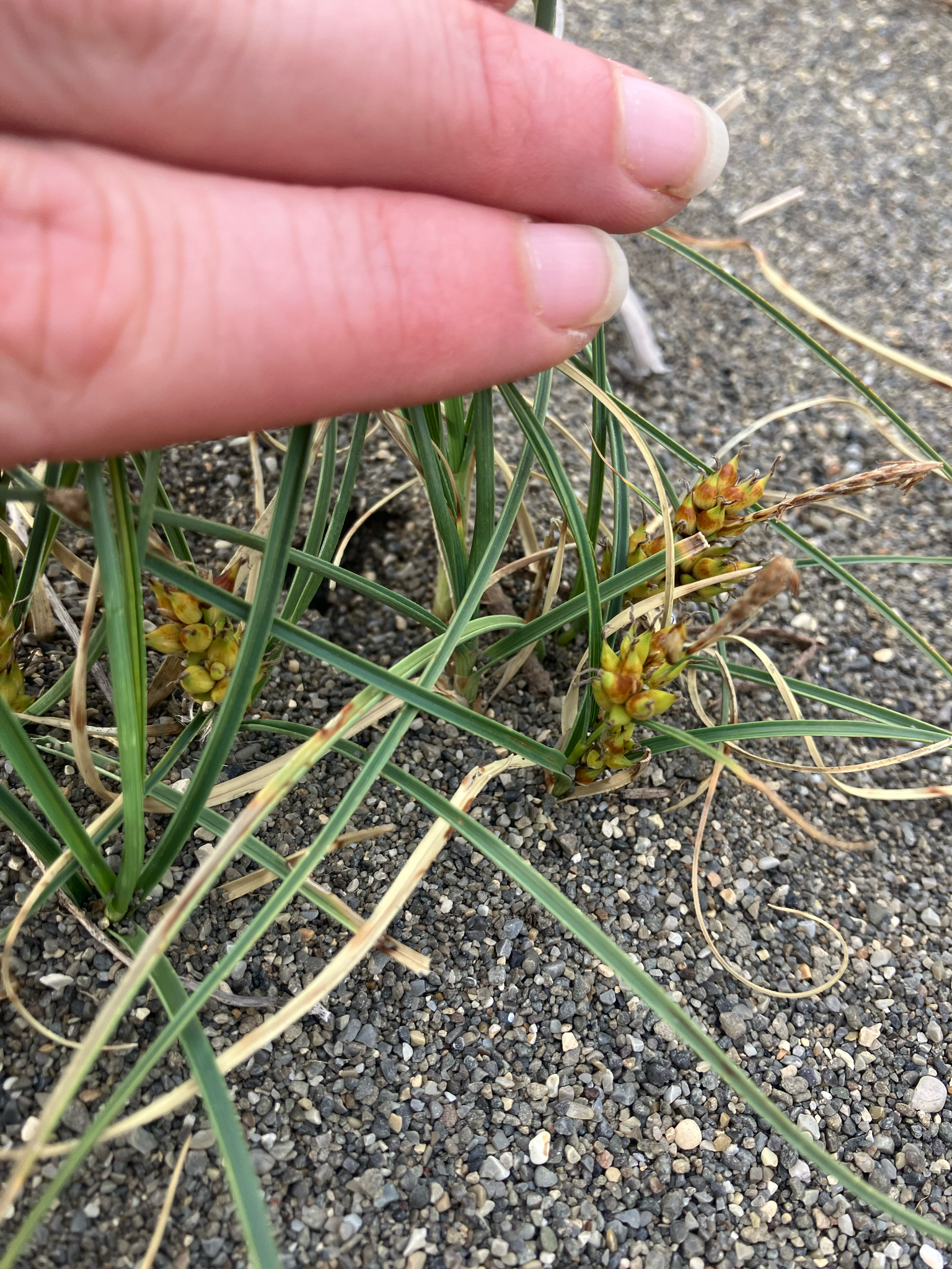 Imagem de Carex pumila
